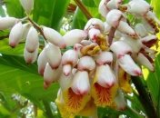 Названо растение, которое продлевает молодость 