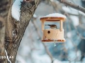 Є кілька причин, чому пташки не прилітають до годівнички (зображення створено за допомогою ШІ)