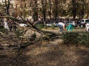 Трагедия в Днепре: студентку убило деревом 
