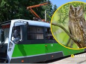 Сова в трамвае