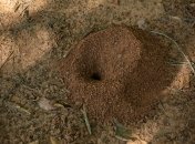 Простые средства от муравьев