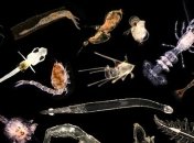 Ученые утверждают, что Земля стоит на пороге массового вымирания