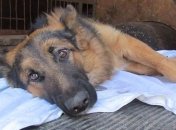 Львовские полицейские спасли сбитую собаку