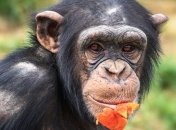 Исследователи обнаружили уникальную способность шимпанзе