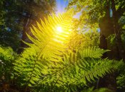 7 июля. Приметы дня