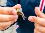 Слизни сами съедят приманку