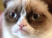 Сердитый кот станет главным героем нового фильма