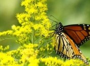 Как влияет соль на бабочек? 