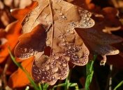 Надеваем куртки и берем зонтик: прогноз погоды на 20 сентября