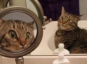 Наши любимые домашние животные в самых смешных приколах