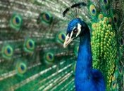Красивые перья павлина всего лишь иллюзия.