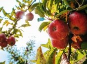 19 августа - праздник, что категорически запрещено делать, главные приметы