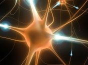 В чем заключается новый принцип образования нейронов?