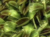 Ученые обнаружили уникальные факты о генетике растений