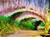 Сказочная жизнь: страна восходящего солнца (Фото)