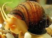 Одной пятой беспозвоночных в мире грозит уничтожение