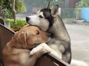 Собачье сердце: трогательная поддержка четверолапых растрогала Сеть (Фото)