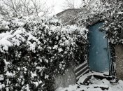 Деревья в снегу