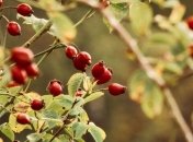 Праздник 1 октября: главные приметы и что категорически запрещено делать