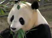 В Бельгии гигантская панда родила пару детенышей-близнецов