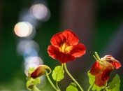 Настурция - отличный выбор для сада