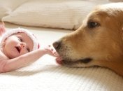 5 советов, как подготовить собаку к появлению в доме ребенка