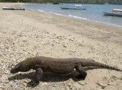 Ученые обнаружили уникальные антибиотики у рептилий