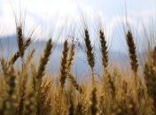 Австралия впервые за 12 лет будет покупать пшеницу