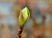 Прогноз погоды на 25 марта: в Украине потеплеет до +15