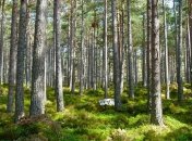 Что было бы, если бы на Земле исчезли все растения