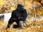 Агрессивного к самкам самца гориллы отправили на реабилитацию