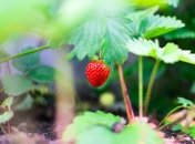 Для удобрения клубники можно использовать пекарские дрожжи