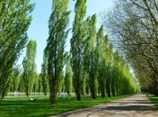 Тополя в СССР садили в каждом дворе