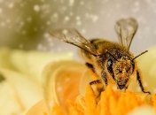 Рання весна: в Україні вже прокинулись бджоли