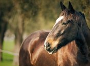 Украденный российский конь убежал от нового владельца