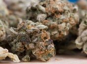 В ЕС значительный рост разнообразия продуктов каннабиса