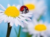 Прогноз погоды в Украине 18 июля: ожидается жара, местами грозовые дожди 