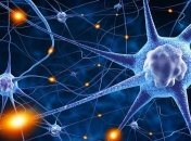 Ученые вырастили функциональную нейронную сеть человека из стволовых клеток