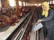 В Китае обнаружили новый штамм птичьего гриппа