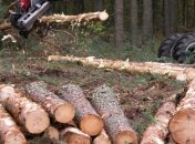 В Украине усилится контроль за заготовкой и реализацией древесины