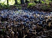 Детям не рекомендуется употреблять даже съедобные грибы