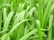 На выходных в Украине дожди, но уже известно, когда придет жара