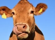 Уряд планує давати по 5 тисяч на корову