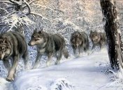 Ученые сделали интересное открытие о древних волках