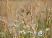 Приметы и обряды на 22 августа - День Матвея