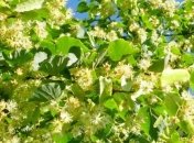 Прогноз погоды на 7 июня: украинцам обещают холодные ночи 