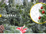 Новогодние елки