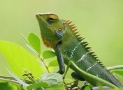 Смогут ловить мух!: ученые создали робота похожего на язык хамелеона