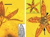 Ученые обнаружили древнейшие цветы в янтаре