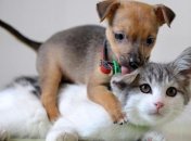 Котят и щенков в Японии можно купить не раньше 56 дней от рождения